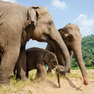 Elephant Nature Park in Chiang Mai